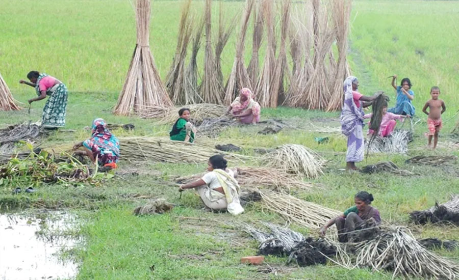 পর্যাপ্ত পানির অভাবে পাট জাগ দিতে পারছেন না কৃষক