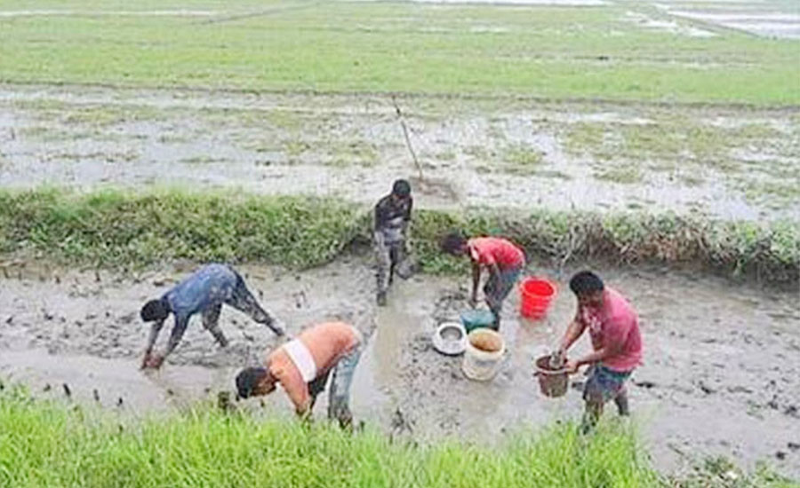 তাড়াশে ফসলের মাঠের পানিতে চলছে মাছ ধরার মহা উৎসব