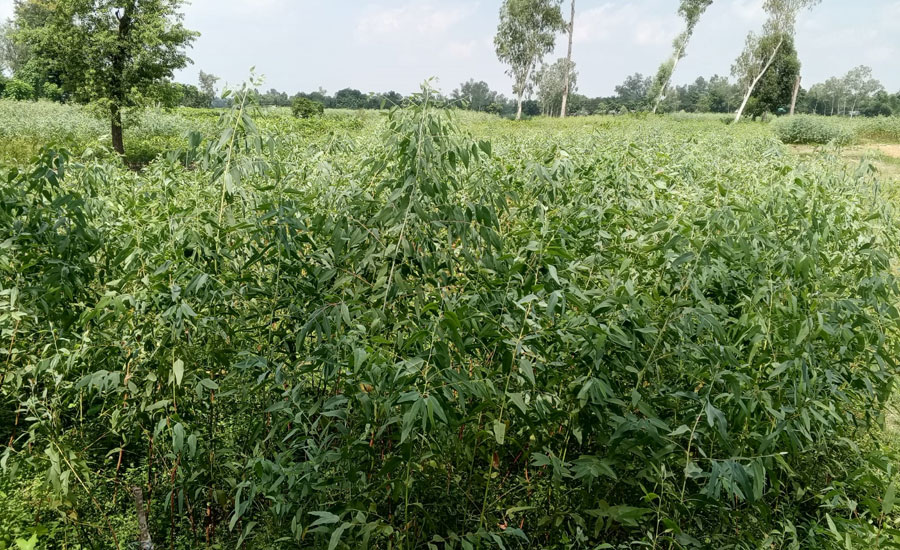 পঞ্চগড়ের বোদা উপজেলায় লক্ষ লক্ষ নিষিদ্ধ ইউক্যালিপটাস গাছের চারা নিয়ে বিপাকে নার্সারী মালিকরা