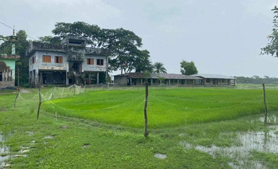 মাদ্রাসার খেলার মাঠ দখল করে ধান চাষ, হারাচ্ছে শৈশব