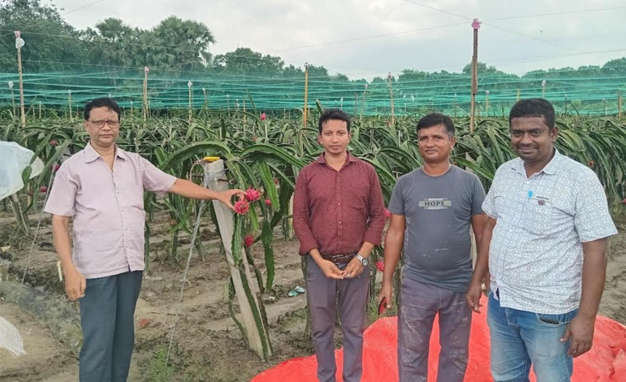 সাতক্ষীরায় ২২ হেক্টরে ড্রাগন চাষ, বাড়ছে কর্মসংস্থান