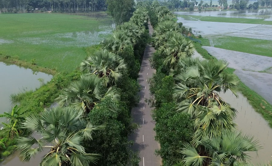 তাড়াশে 'তাল সড়ক' মনোমুগ্ধকর দৃশ্য