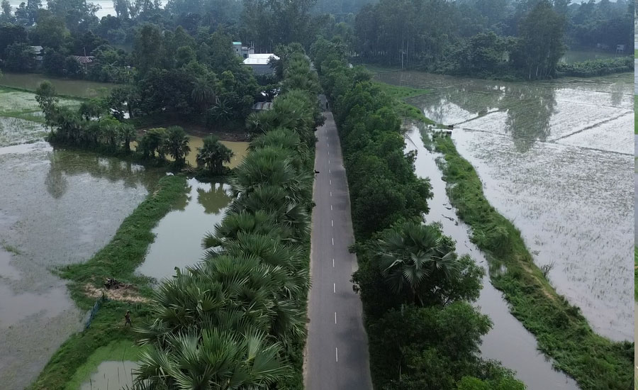 তাড়াশে 'তাল সড়ক' মনোমুগ্ধকর দৃশ্য