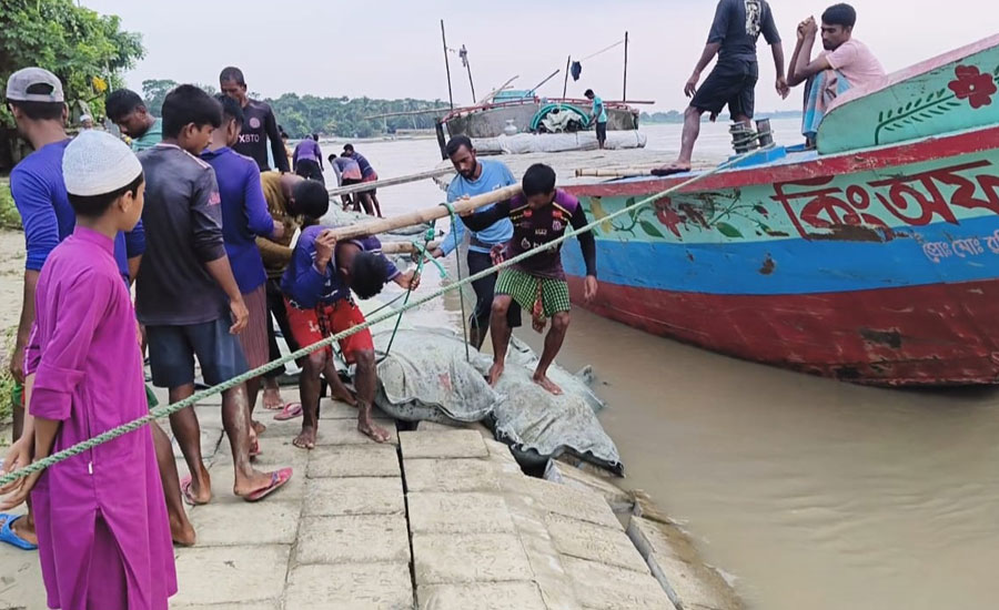আলফাডাঙ্গায় চরআজমপুর  মধুমতি নদীর বাঁধ ধসে আতঙ্ক পুরো এলাকাবাসী