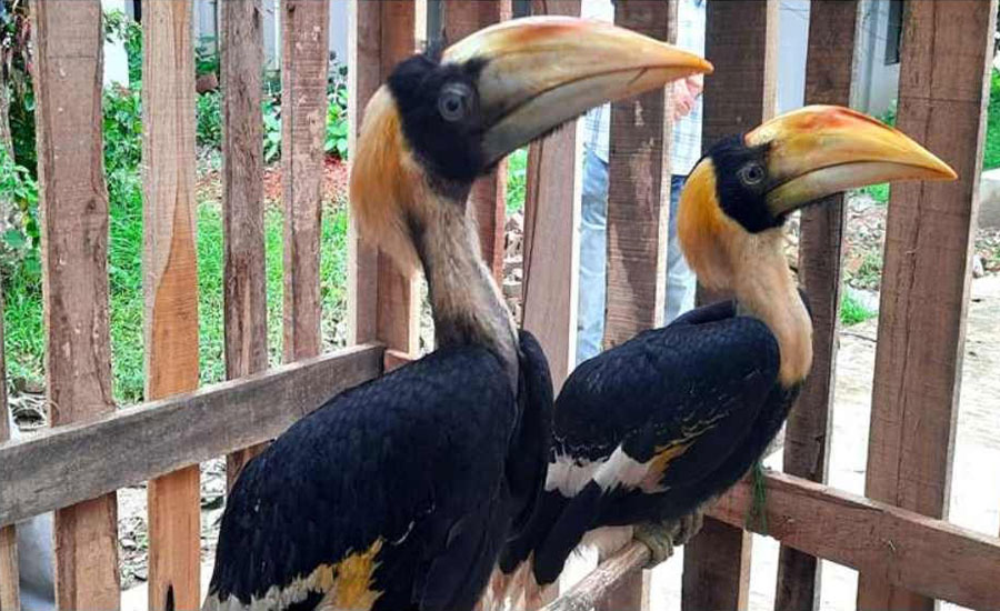 বান্দরবানের থানচি থেকে দুইটি রাজ ধনেশ পাখি উদ্ধার