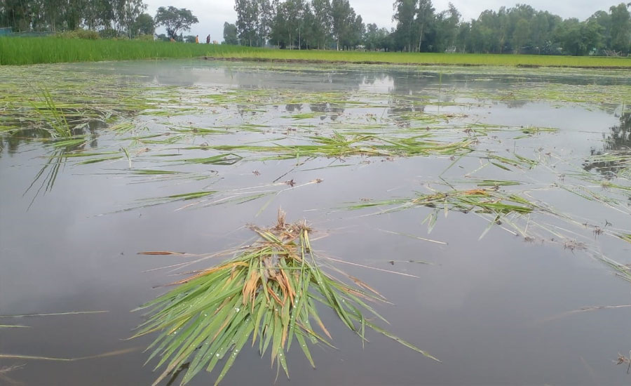 তেঁতুলিয়ায় কৃষকের আমন ধানের চারা তুলে  ফেলে দিয়েছে দুর্বৃত্তরা
