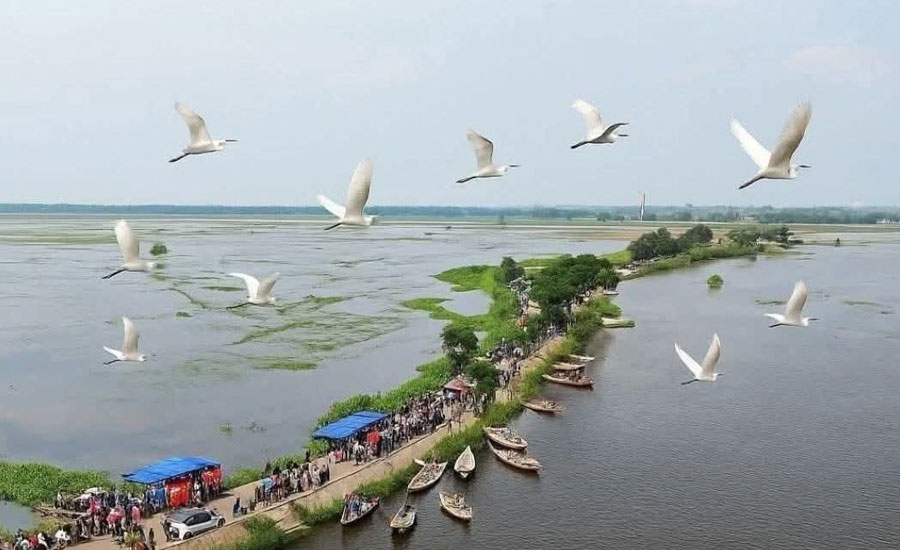 চলনবিলের বুকে নৌকার ভেলা, আকাশে সাদা বকের ডানা