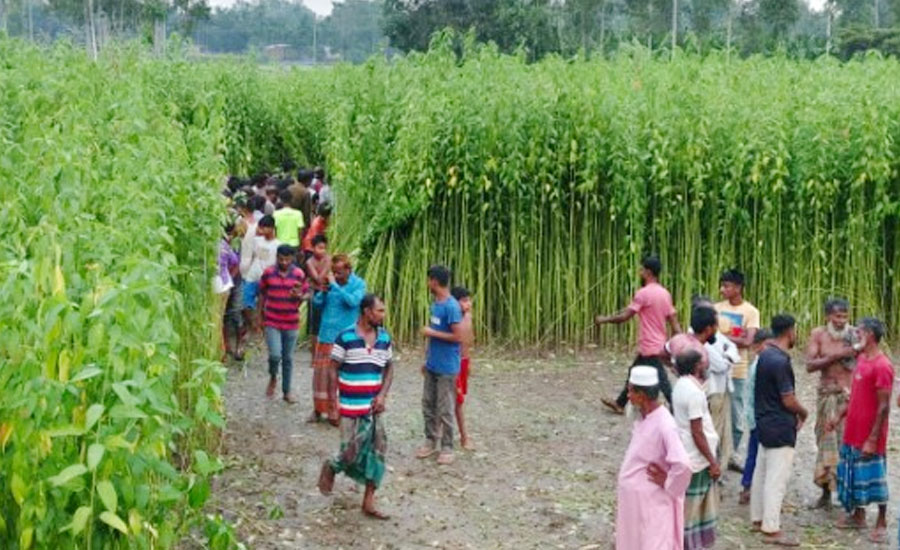বগুড়ায় পাটক্ষেতে পাওয়া গেল নারীর কঙ্কাল