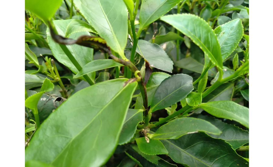 পঞ্চগড়ের চা বাগানগুলোতে মহামারি রূপে ছড়িয়ে পড়ছে পাতাপঁচা রোগ 'ডাইব্যাগ‌‌‌'