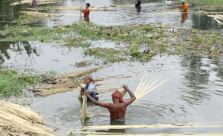 উল্লাপাড়ায় পাটের আঁশ ছাড়াতে ব্যস্ত কৃষকরা