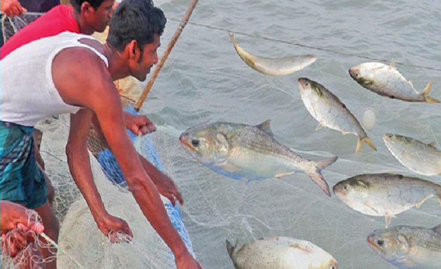ইলিশ কোথায় হারাচ্ছে, প্রকৃতি না মানুষের লোভ, দায় কার