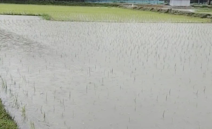 পটুয়াখালীতে প্রবল বৃষ্টিপাতে আমন চাষের ক্ষতি 