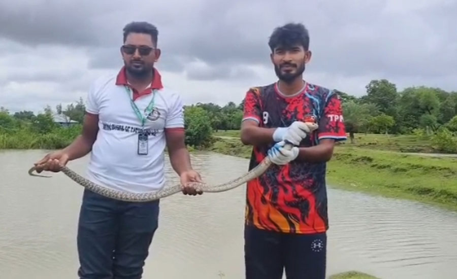 কলাপাড়ায় ৫ ফুট দৈর্ঘ্যের পদ্ম গোখরা সাপ উদ্ধার ও বনে অবমুক্ত 