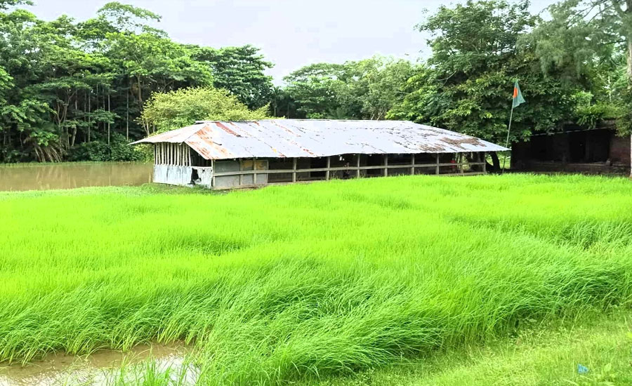 পাথরঘাটায় বিদ্যালয়ের খেলার মাঠ দখল করে বীজতলা