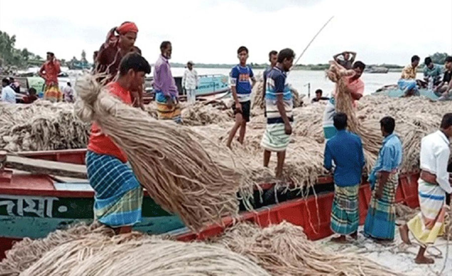 চলনবিলে পাটের হাটে ফিরেছে পুরোনো ঐতিহ্য