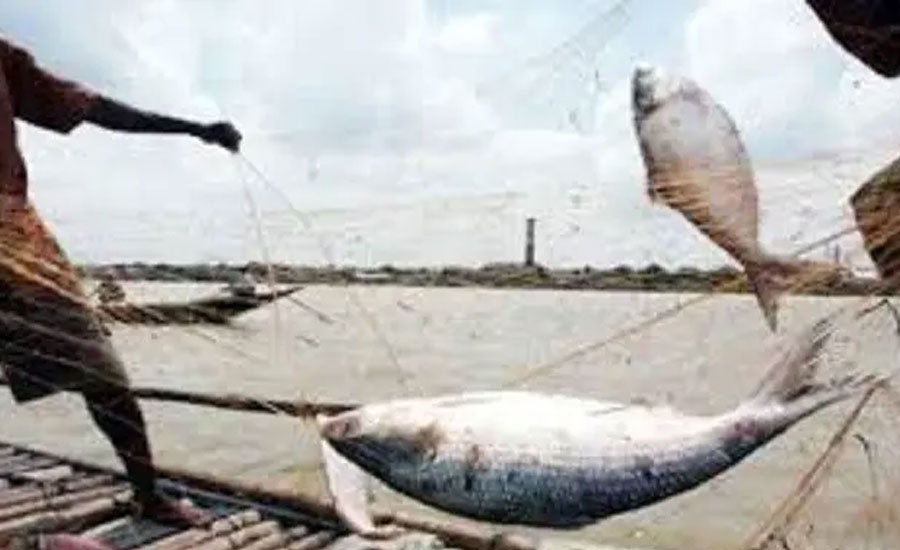 সাগরে ইলিশ কমে যাওয়ার কারণ কী?