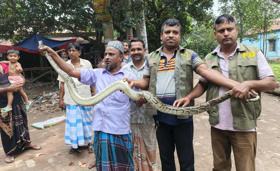 গাজীপুরে বিলুপ্ত প্রজাতির অজগর বার্মিজ পাইথন উদ্ধার
