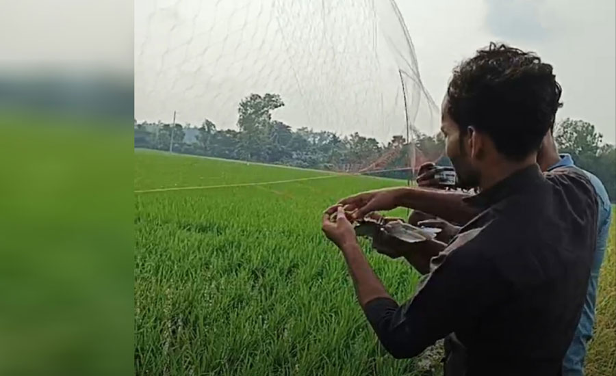 চলনবিলে অবাধে চলছে জাল দিয়ে পাখি শিকার