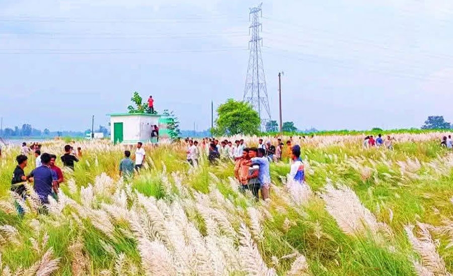 প্রতিকূল পরিবেশে টিকে আছে শহুরে কাশবন