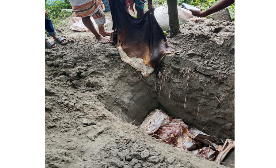 ভূরুঙ্গামারীতে অসুস্থ গরু জবাই করে মাংস বিক্রির চেষ্টা, জব্দ করে পুঁতে দিল প্রশাসন