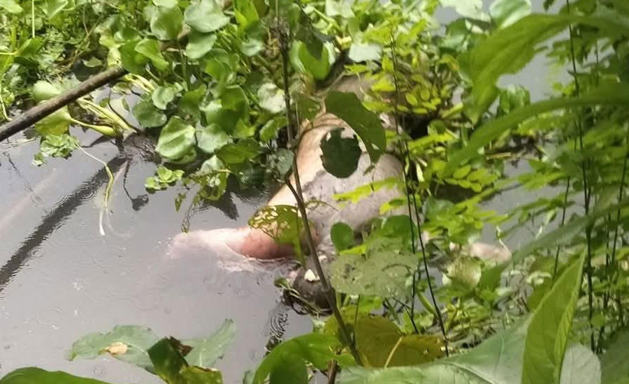 ফজরের নামাজের পর নিখোঁজ, তিন দিন পর নদীতে মিলল ইমামের লাশ