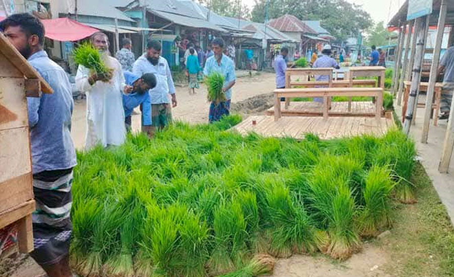 তাড়াশে রোপা আমনের চারা বিক্রির ধুম