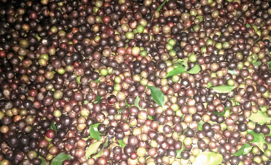 রুমায় পাইন্ন্যাগুলা চাষে সফল হোমপি খিয়াং