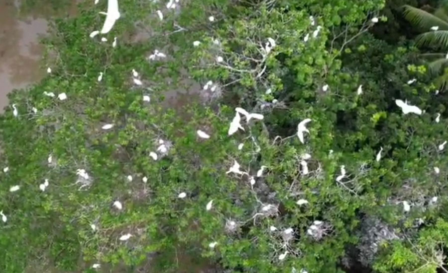 শিক্ষকের বাড়ি নয় যেন পাখ-পাখরি মেলা
