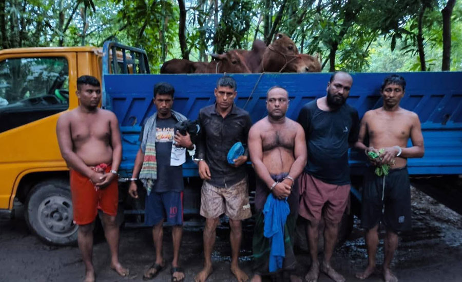 গাজীতে গরু ডাকাত চক্রের একাধিক সদস্য আটক
