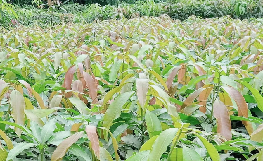 প্রতিবছর ফলদ ও বনজ গাছের চারা বিক্রি কোটি কোটি টাকার: নার্সারিতে ভাগ্য বদল সাড়ে ৪ শত মালিকের 