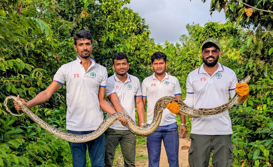 উখিয়ায় লোকালয় থেকে বার্মিজ অজগর উদ্ধার