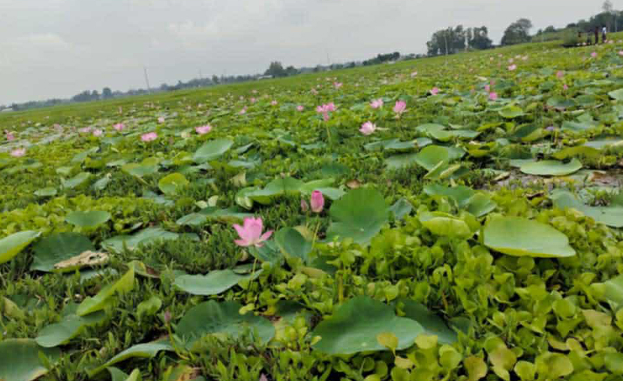 তাড়াশে বাঘমারা বিলে পদ্মফুলের অপরূপ সৌন্দর্য্য দেখতে ভিড় করছে দর্শনার্থীরা