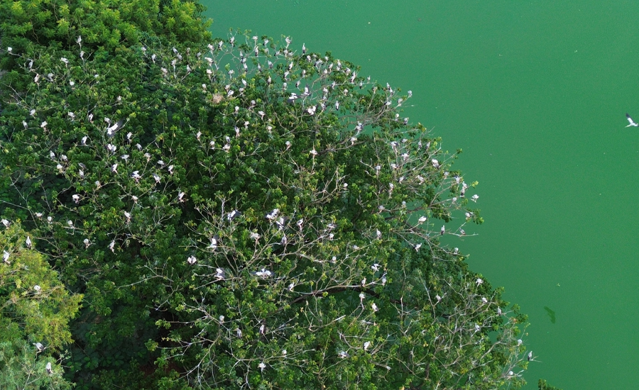 তাড়াশে অতিথি পাখির অভয়ারণ্য উলিপুরের দিঘী!