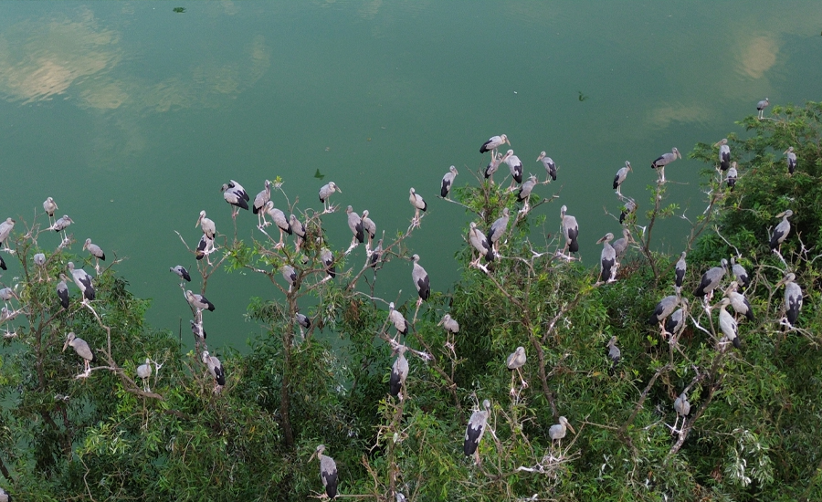 তাড়াশে অতিথি পাখির অভয়ারণ্য উলিপুরের দিঘী!