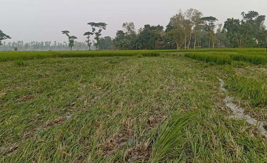 ভূরুঙ্গামারীতে জমি বিরোধে ট্রাক্টরের দিয়ে ১০ বিঘা ধান ক্ষেত ধ্বংস