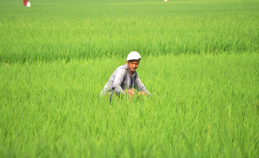 শ্যামনগরে লবণাক্ত জমিতে সবুজ নীলিমায় একাকার বিস্তীর্ণ ফসলের মাঠ, আনন্দে দুলছে কৃষকের মন