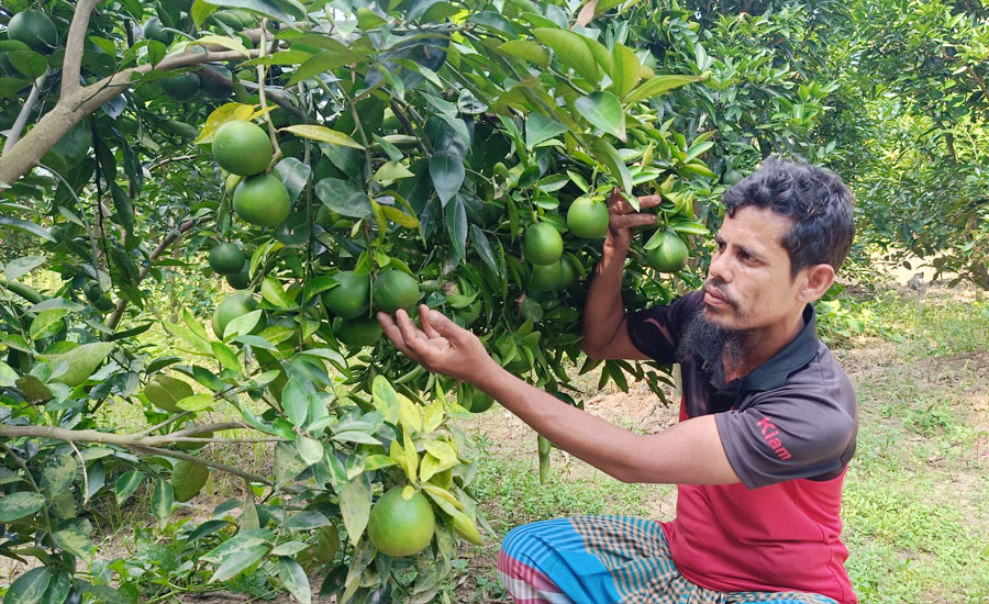 তাড়াশে মাল্টা চাষ লাভজনক হওয়ায় দিন দিন চাষিরা মালটা চাষে ঝুঁকে পড়েছেন