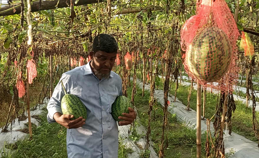 জাপানি জাতের তরমুজ চাষ করে কৃষক ওমর আলী এখন স্বাবলম্বী