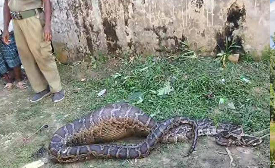 অজগর সাপের পেটে কৃষকের ছাগল, চাঞ্চল্য এলাকায়