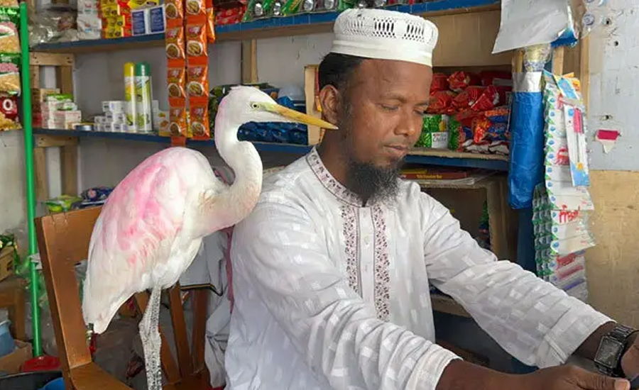 হেমায়েতের বক অসুস্থ হলে খায় প্যারাসিটামল!