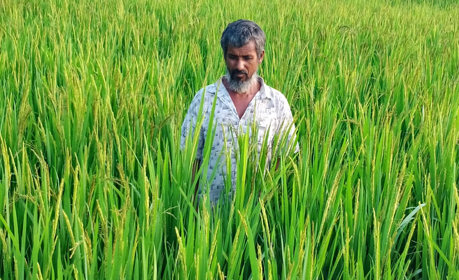স্লুইস গেট অকেজো: পানির অভাবে দুই হাজার একর আমন ধান ঝুঁকিতে