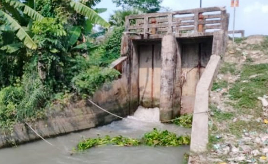 স্লুইস গেট অকেজো: পানির অভাবে দুই হাজার একর আমন ধান ঝুঁকিতে