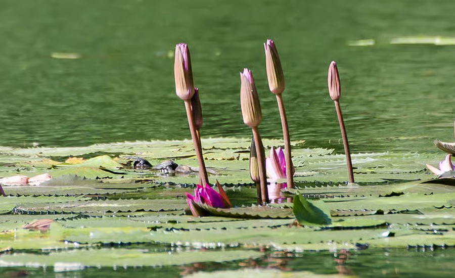 প্রতীক তালিকায় ‘শাপলা কলি’ যুক্ত করল ইসি