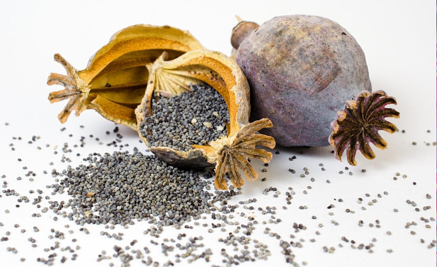 পপি সিড বা পোস্ত দানা কী, এটি নিয়ে বাংলাদেশের আইনে কী বলা আছে?