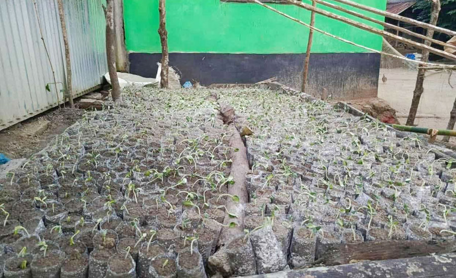 রাঙ্গাবালীতে যুবদল নেতার তরমুজ নার্সারিতে বিষ প্রয়োগ, নষ্ট তিন হাজার চারা