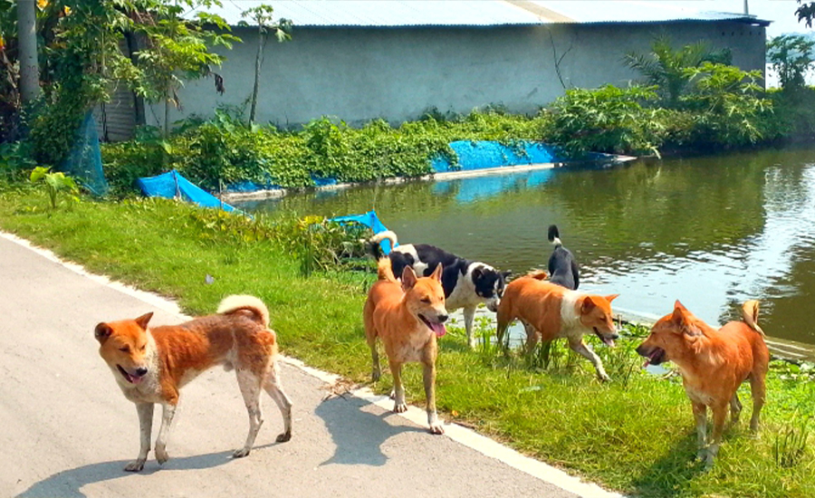 বেওয়ারিশ কুকুরের অত্যাচারে জনজীবন বিপর্যস্ত, আতঙ্কে পথচারী ও শিক্ষার্থীরা