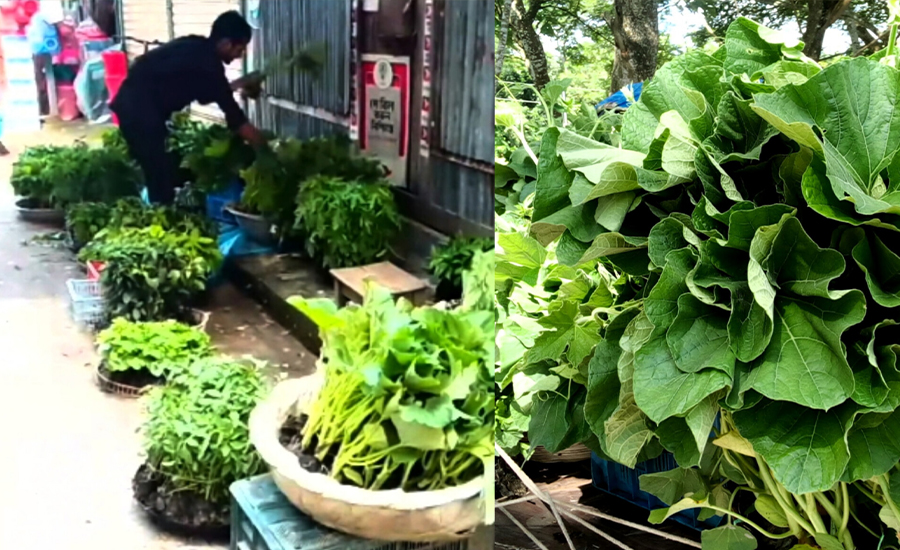 বরিশালের বিলাঞ্চলে বিভিন্ন চারা উৎপাদনে ব্যস্ত কৃষক