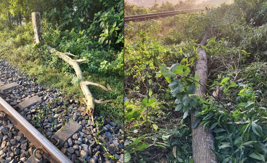 ফেনীতে গাছ কেটে রেললাইনে ফেলে নাশকতার চেষ্টা