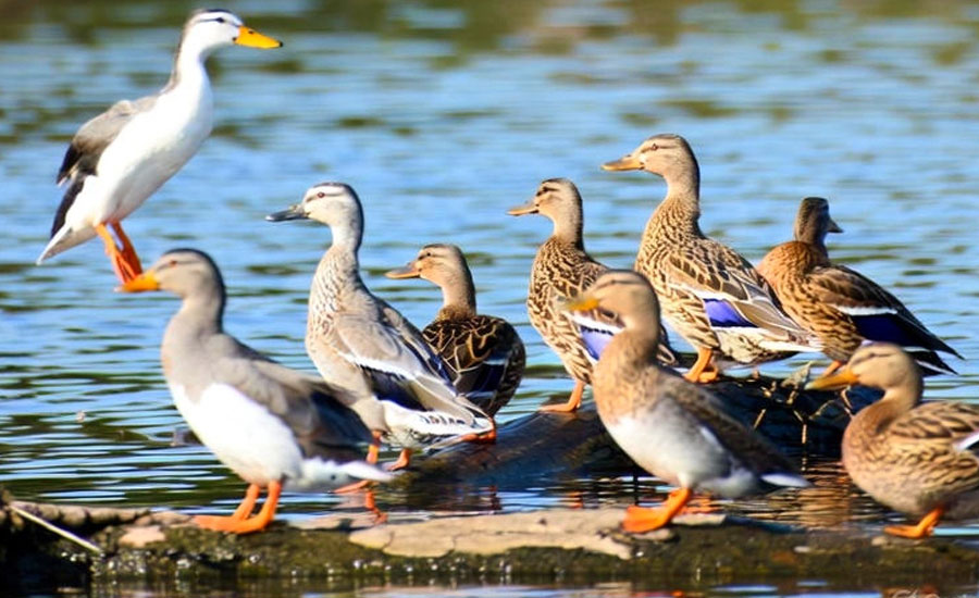 উজিরপুরে অবাধে অতিথি পাখি শিকার, খোলা বাজারে প্রকাশ্যে বিক্রি, তদারকির অভাবে ক্ষোভ স্থানীয়দের