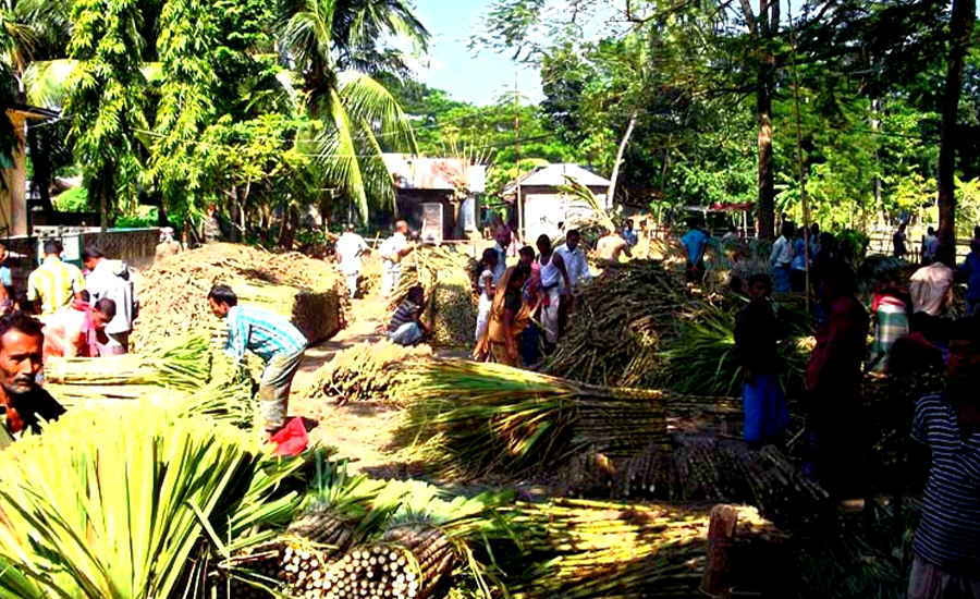 জমজমাট আখ চারার বাজার, উজিরপুরে কৃষকদের ভিড়